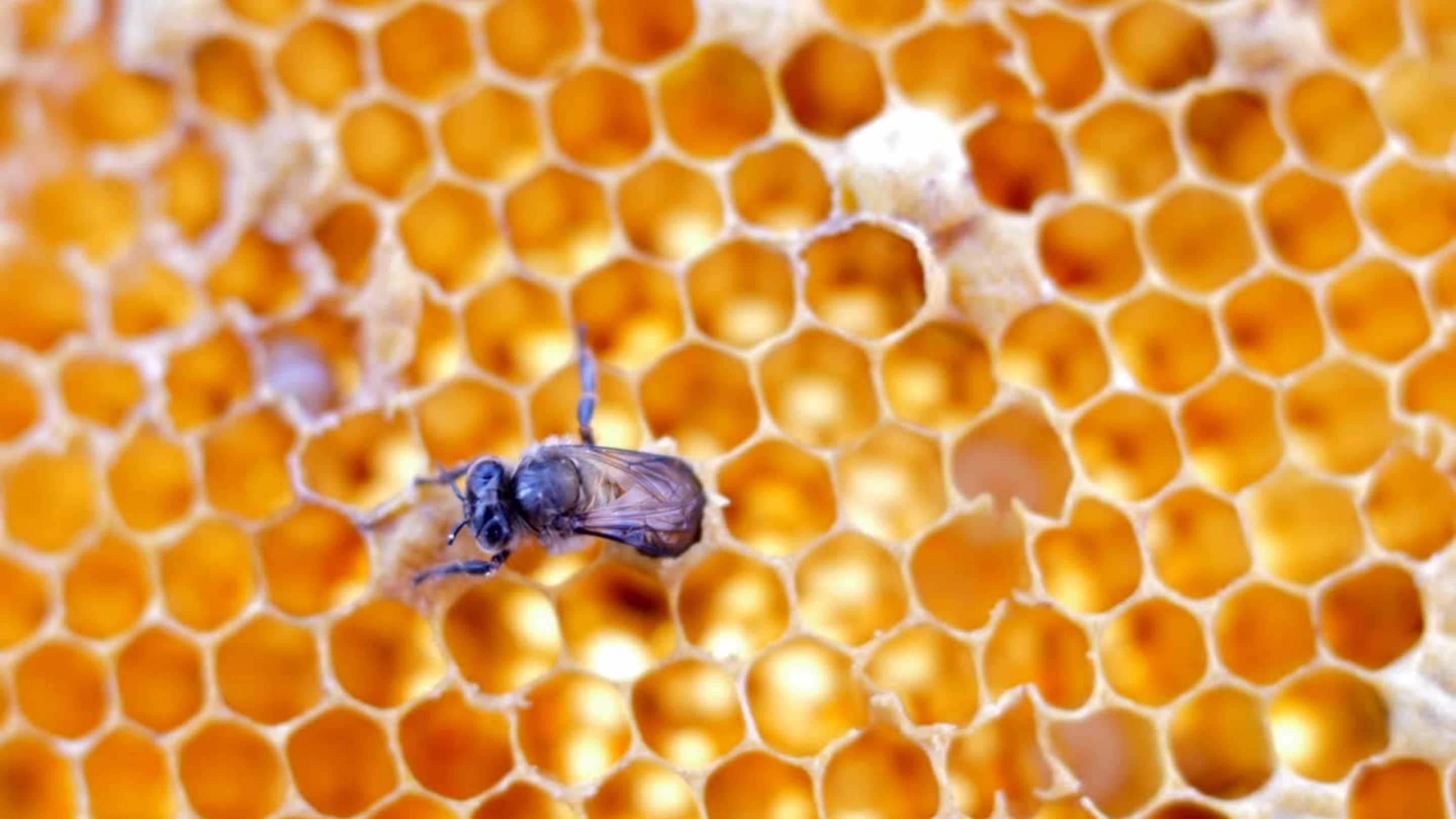 Mengapa Madu Tidak Mudah Basi? Ini Penjelasan Ilmiahnya